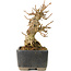 Acer buergerianum, 9,5 cm, ± 30 jaar oud