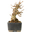 Acer buergerianum, 9,5 cm, ± 30 years old