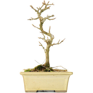 Acer buergerianum, 19 cm, ± 8 anni