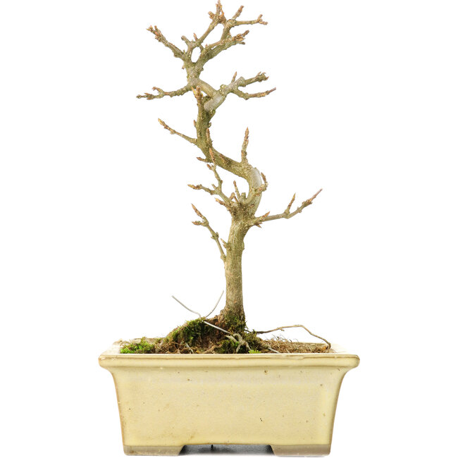 Acer buergerianum, 19 cm, ± 8 jaar oud