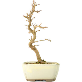 Acer buergerianum, 18 cm, ± 8 anni