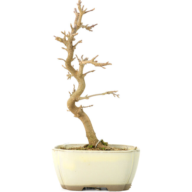 Acer buergerianum, 18 cm, ± 8 ans