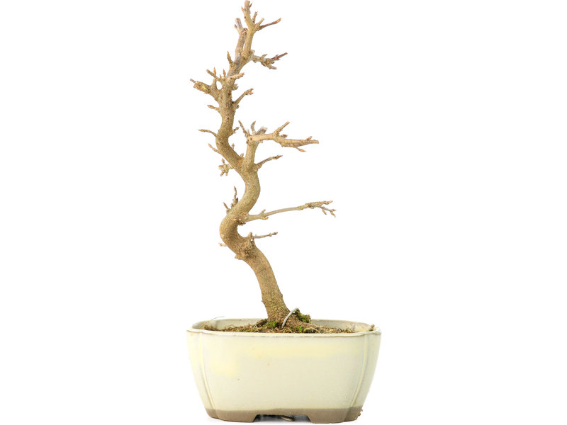 Acer buergerianum, 18 cm, ± 8 Jahre alt