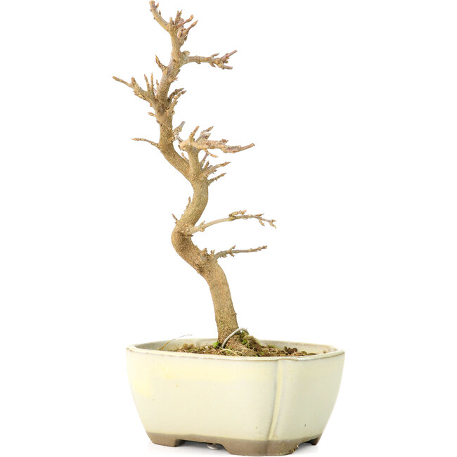 Acer buergerianum, 18 cm, ± 8 jaar oud