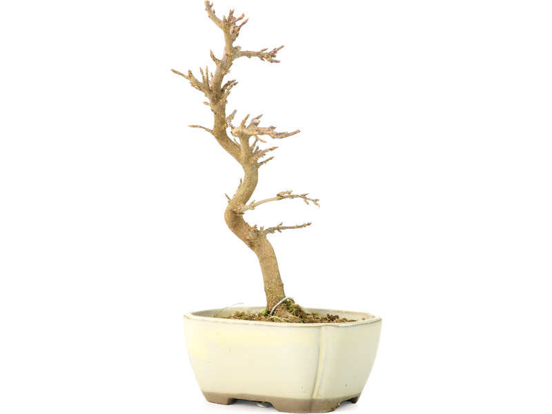 Acer buergerianum, 18 cm, ± 8 jaar oud