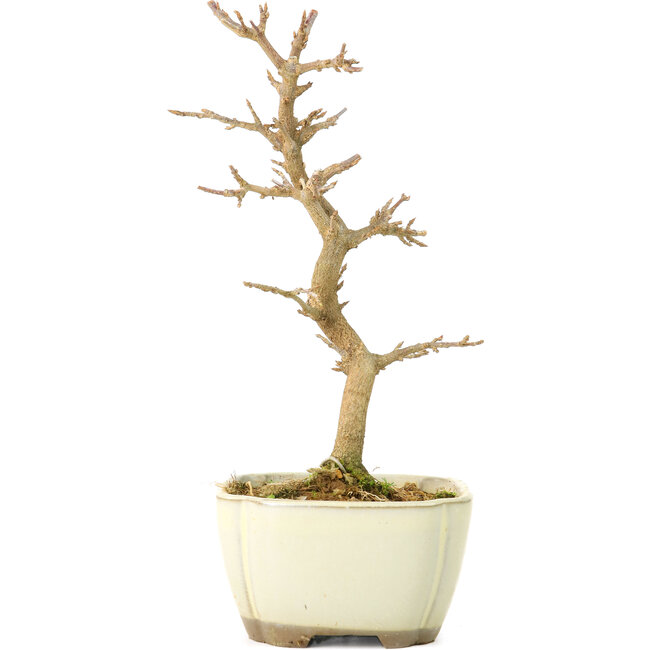 Acer buergerianum, 18 cm, ± 8 anni