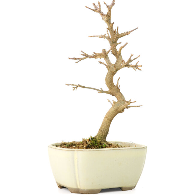 Acer buergerianum, 18 cm, ± 8 years old