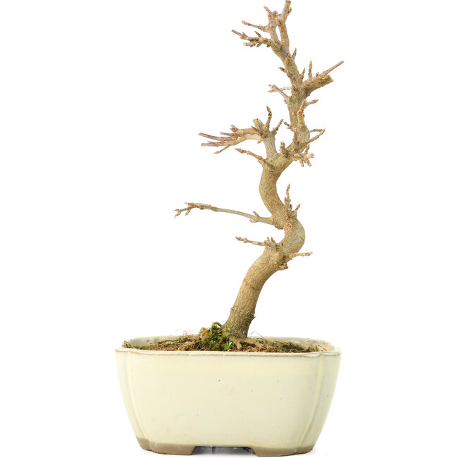 Acer buergerianum, 18 cm, ± 8 years old