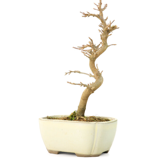 Acer buergerianum, 18 cm, ± 8 jaar oud