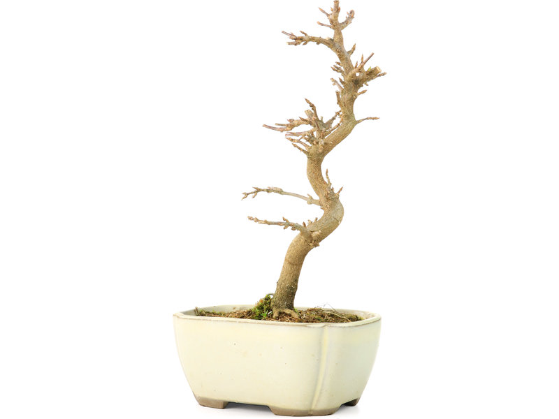 Acer buergerianum, 18 cm, ± 8 Jahre alt