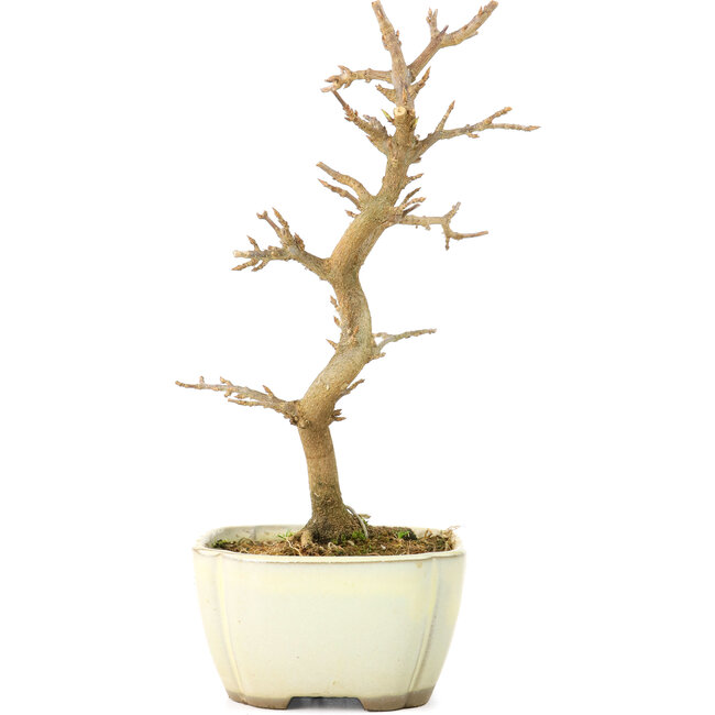 Acer buergerianum, 18 cm, ± 8 años