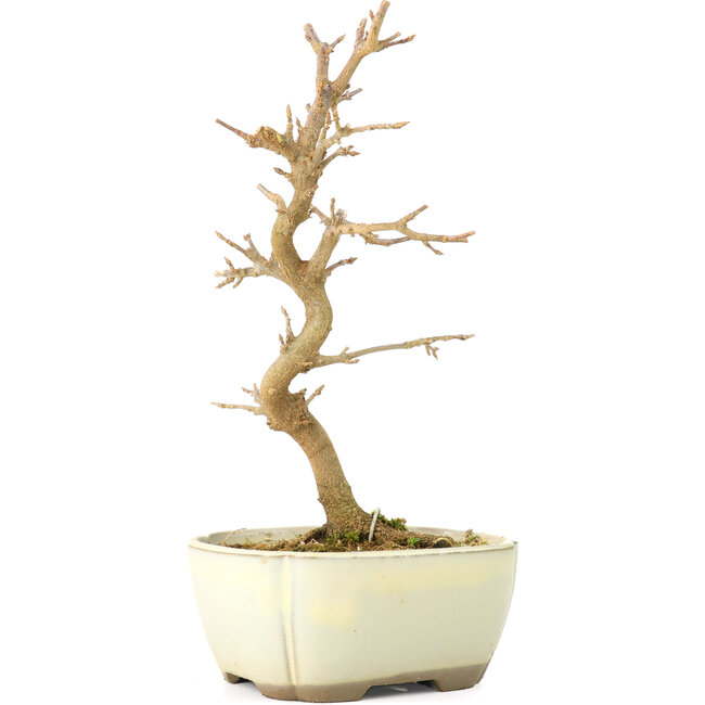 Acer buergerianum, 18 cm, ± 8 Jahre alt