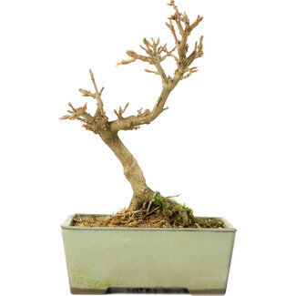 Acer buergerianum, 13 cm, ± 8 anni