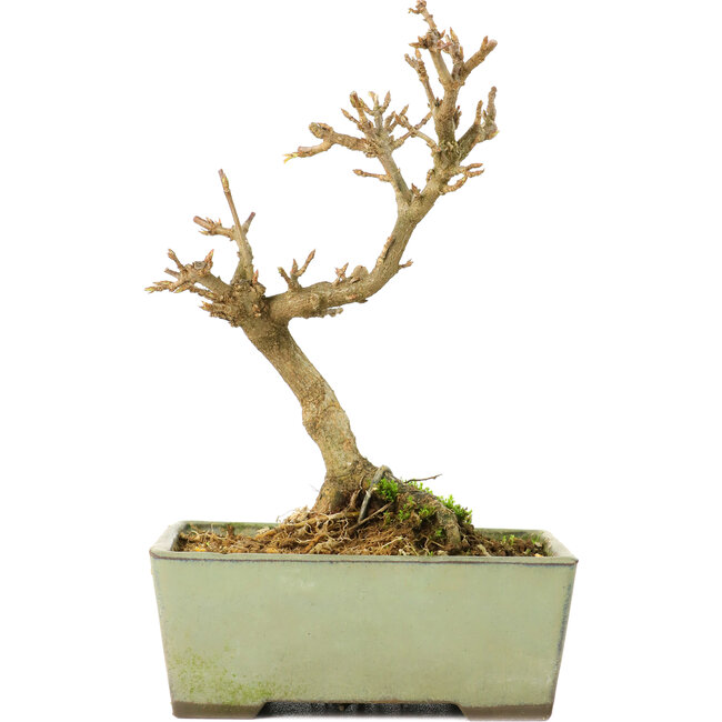 Acer buergerianum, 13 cm, ± 8 años