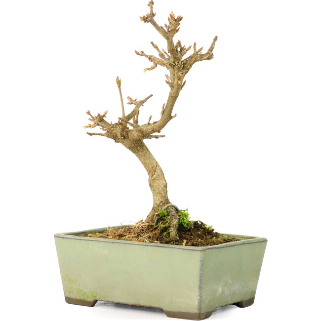 Acer buergerianum, 13 cm, ± 8 jaar oud