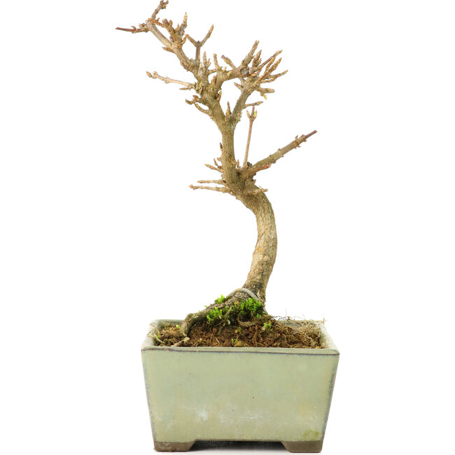 Acer buergerianum, 13 cm, ± 8 jaar oud