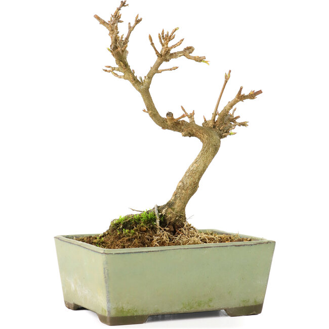 Acer buergerianum, 13 cm, ± 8 años