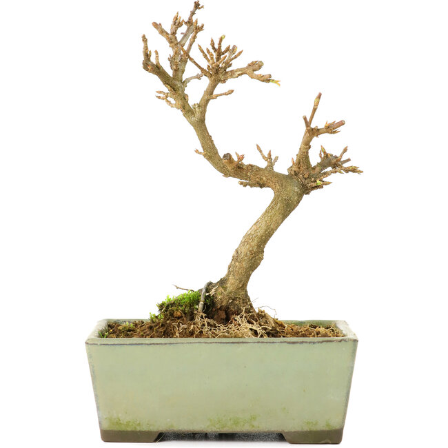 Acer buergerianum, 13 cm, ± 8 anni