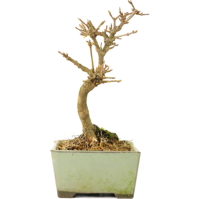 Acer buergerianum, 13 cm, ± 8 jaar oud