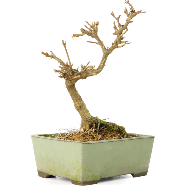 Acer buergerianum, 13 cm, ± 8 anni