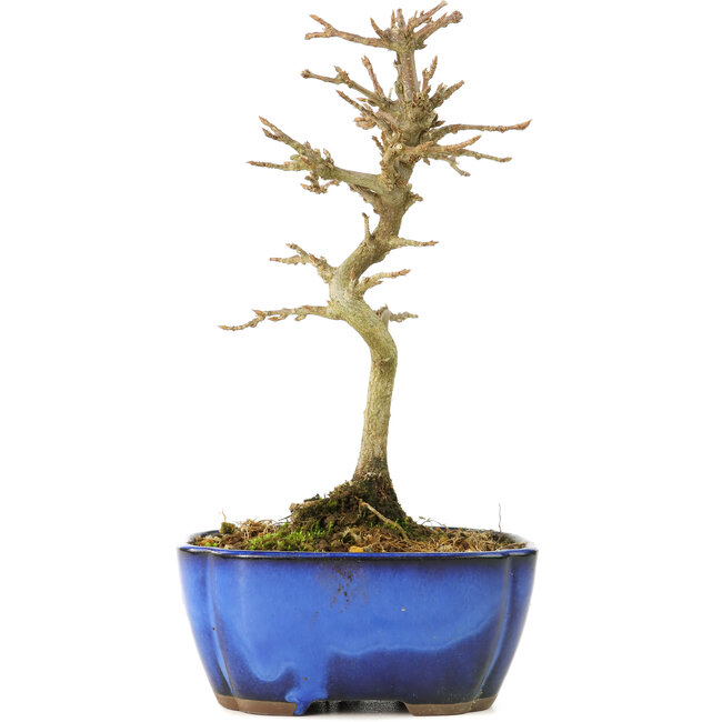 Acer buergerianum, 17 cm, ± 8 anni