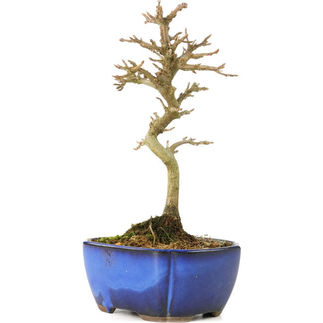 Acer buergerianum, 17 cm, ± 8 años