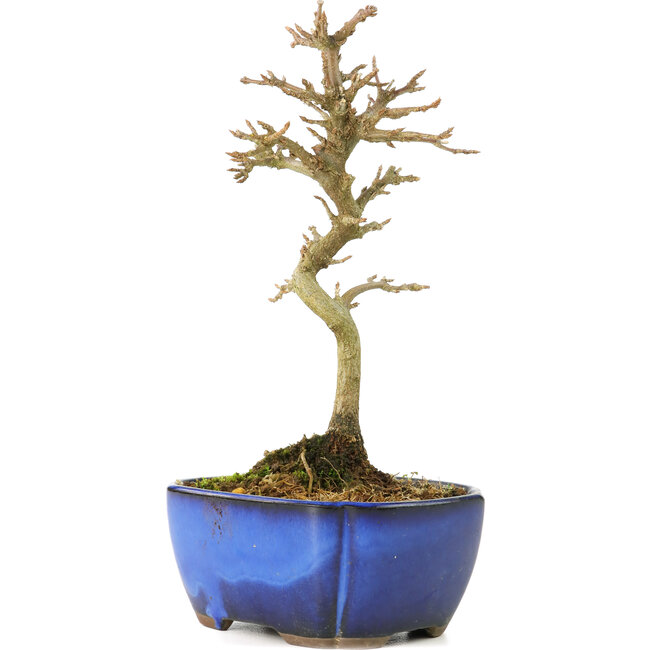 Acer buergerianum, 17 cm, ± 8 jaar oud