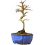 Acer buergerianum, 17 cm, ± 8 years old