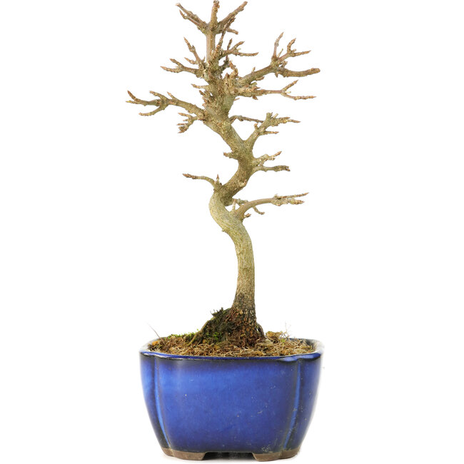 Acer buergerianum, 17 cm, ± 8 years old