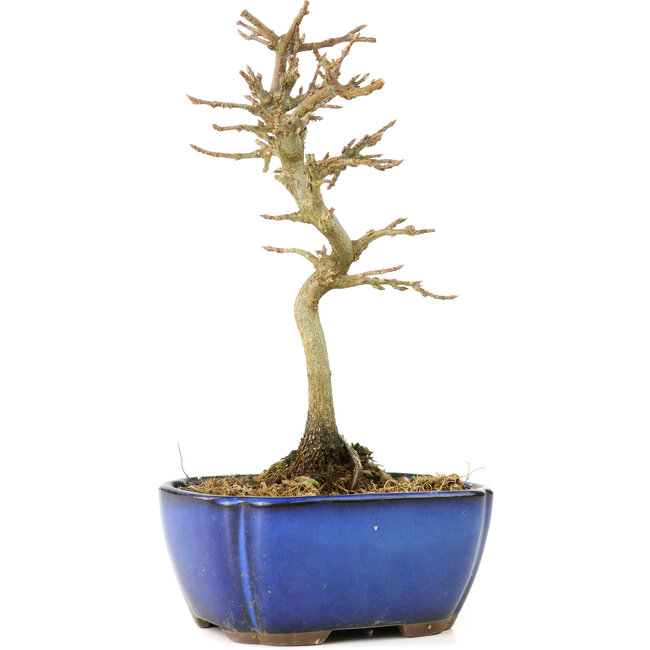 Acer buergerianum, 17 cm, ± 8 jaar oud