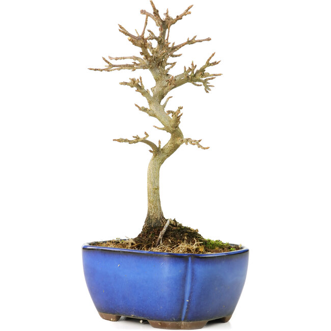 Acer buergerianum, 17 cm, ± 8 jaar oud