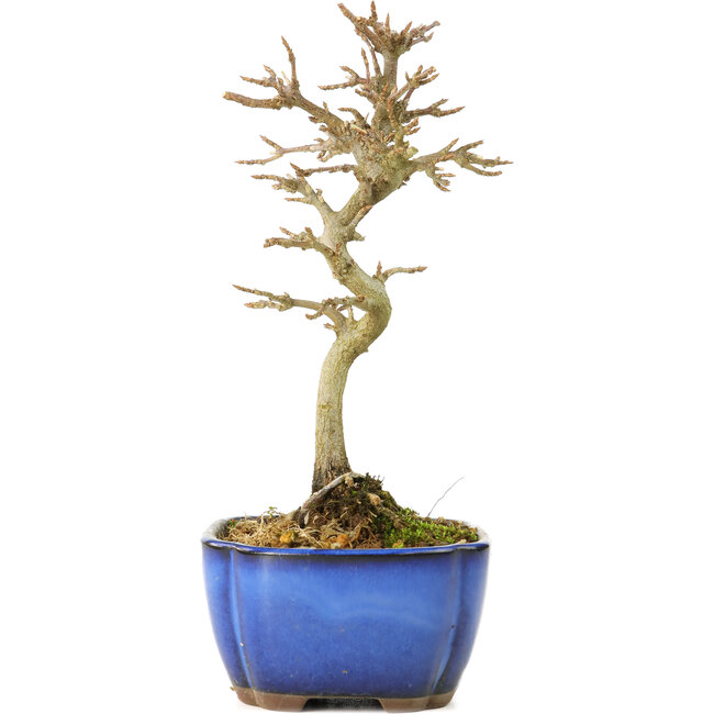 Acer buergerianum, 17 cm, ± 8 anni