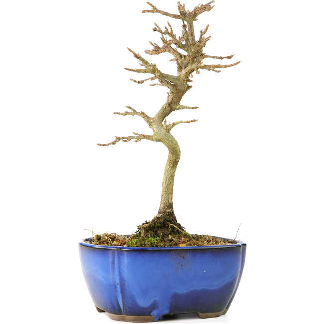 Acer buergerianum, 17 cm, ± 8 años