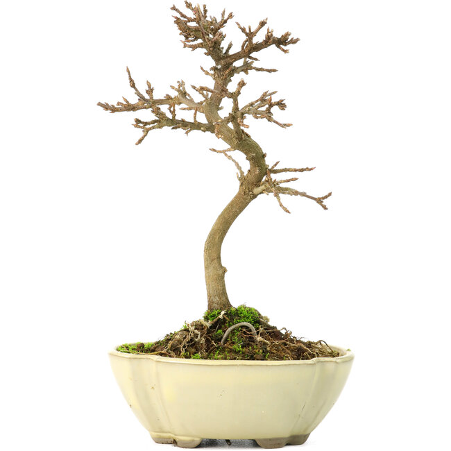 Acer buergerianum, 17 cm, ± 8 anni