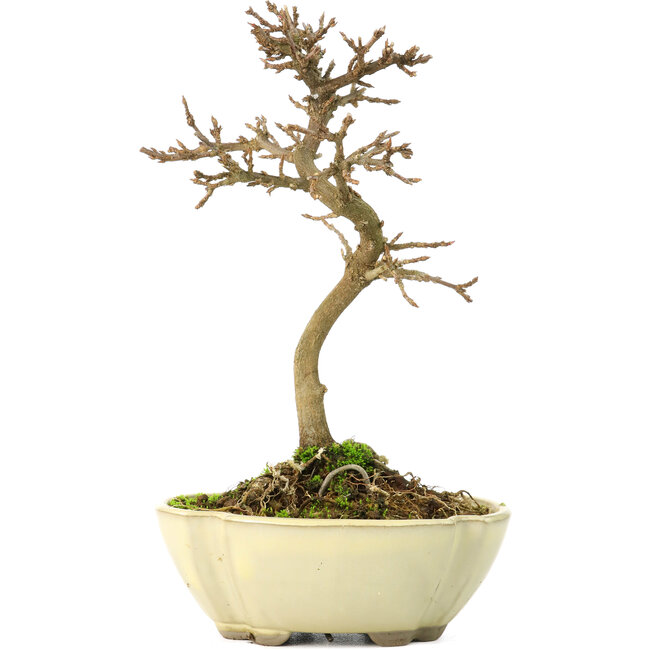 Acer buergerianum, 17 cm, ± 8 jaar oud