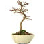 Acer buergerianum, 17 cm, ± 8 years old