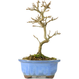 Acer buergerianum, 17,5 cm, ± 8 anni