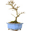 Acer buergerianum, 17,5 cm, ± 8 ans