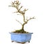 Acer buergerianum, 17,5 cm, ± 8 years old