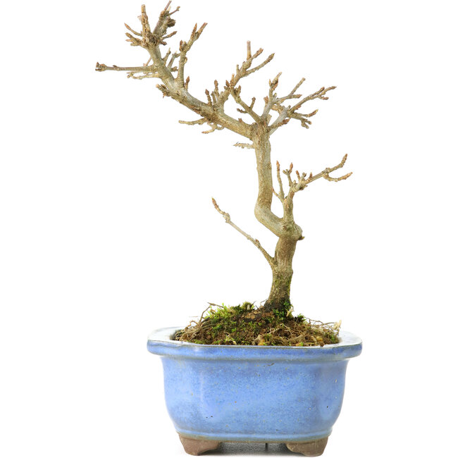 Acer buergerianum, 17,5 cm, ± 8 years old