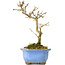 Acer buergerianum, 17,5 cm, ± 8 ans