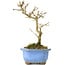 Acer buergerianum, 17,5 cm, ± 8 years old