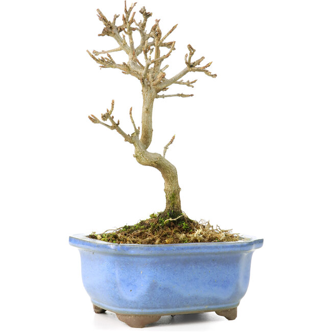 Acer buergerianum, 17,5 cm, ± 8 years old