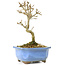 Acer buergerianum, 17,5 cm, ± 8 ans