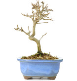 Acer buergerianum, 17,5 cm, ± 8 Jahre alt