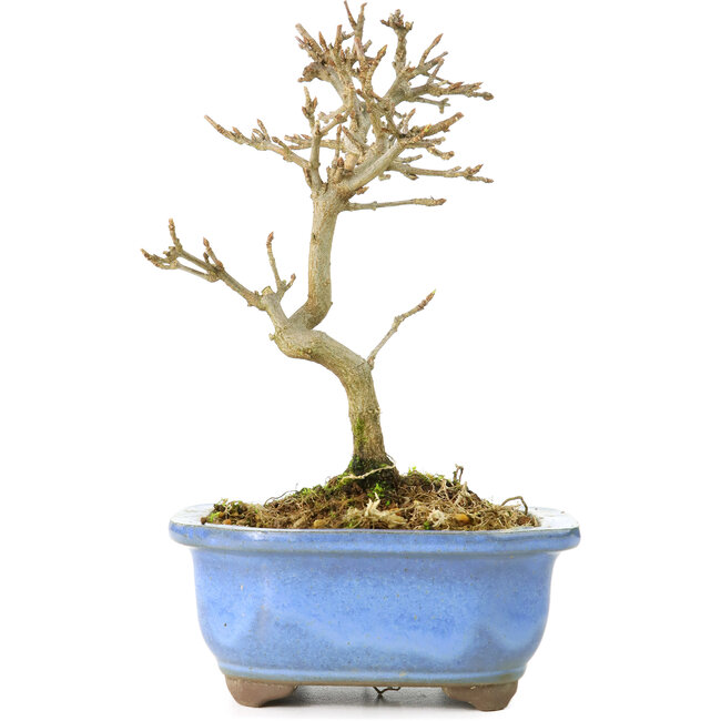 Acer buergerianum, 17,5 cm, ± 8 years old