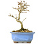 Acer buergerianum, 17,5 cm, ± 8 ans