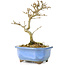 Acer buergerianum, 17,5 cm, ± 8 ans