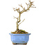 Acer buergerianum, 17,5 cm, ± 8 anni