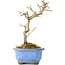 Acer buergerianum, 17,5 cm, ± 8 years old